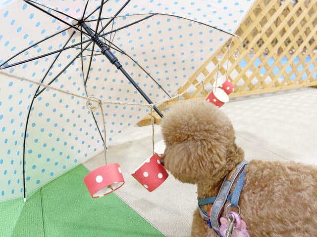 “雨”に関する社会化トレーニング！