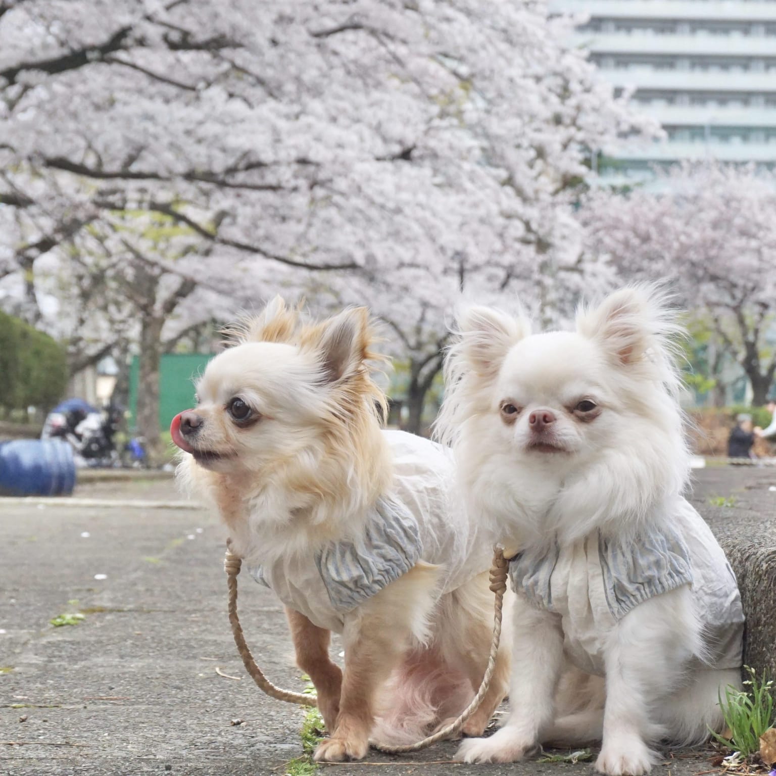 犬服キミト