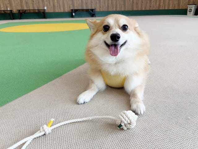 ロープおもちゃ作り